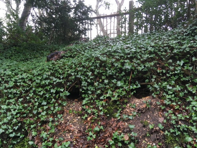 IMG 2356 st marks cemetery highcliffe badger sett