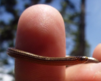 worm snake cropped